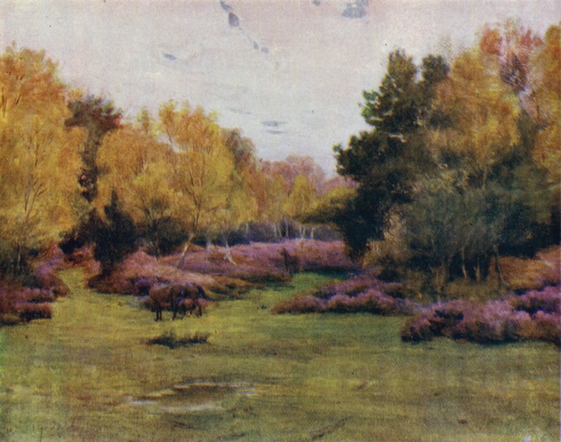 The New Forest: Rushpole Wood, Lyndhurst (farge litho) av Walter Frederick Roofe Tyndale