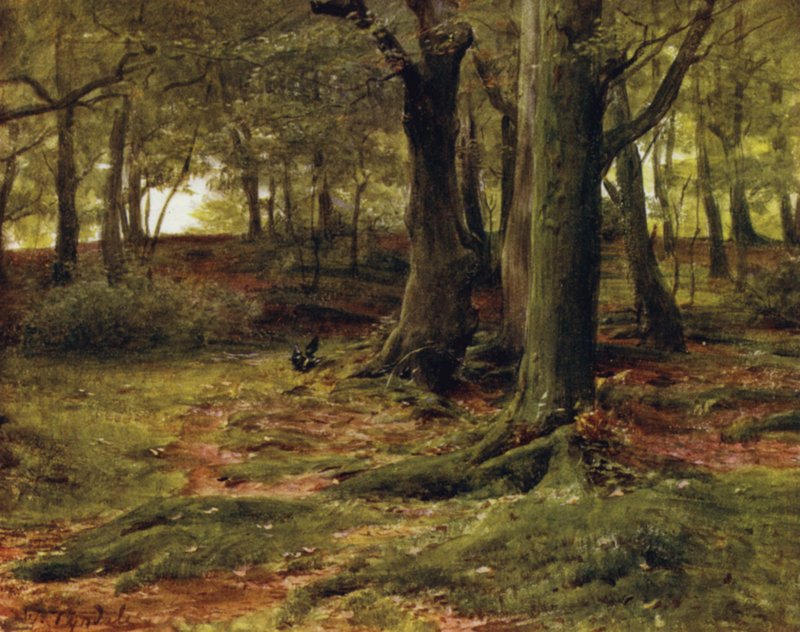 The New Forest: The Hill Woods, Lyndhurst (farge litho) av Walter Frederick Roofe Tyndale