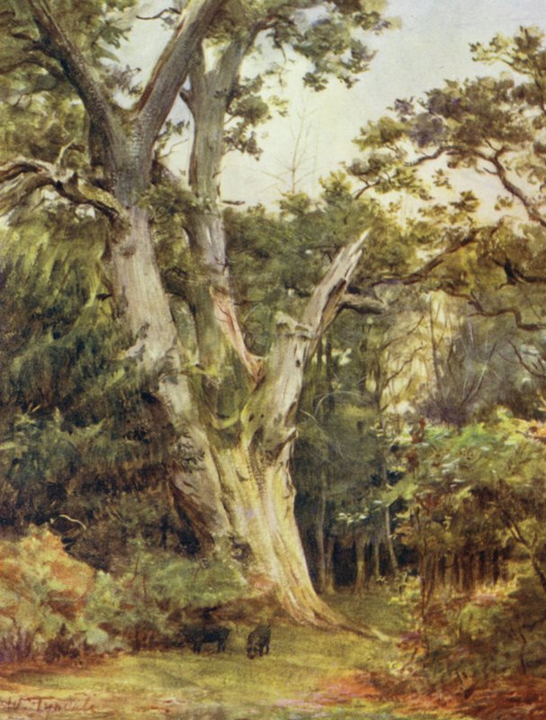 The New Forest: The King at Boldrewood (farge litho) av Walter Frederick Roofe Tyndale