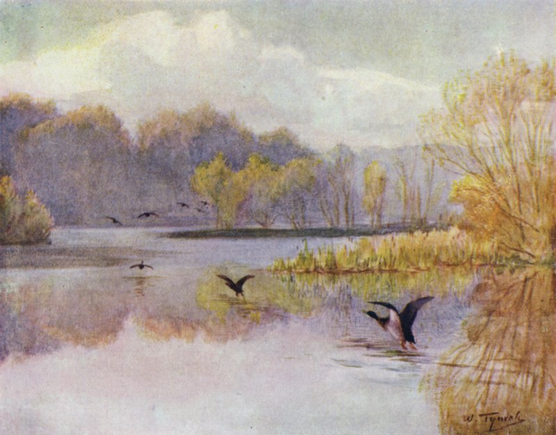 The New Forest: The Pool at Minstead Mill (farge litho) av Walter Frederick Roofe Tyndale