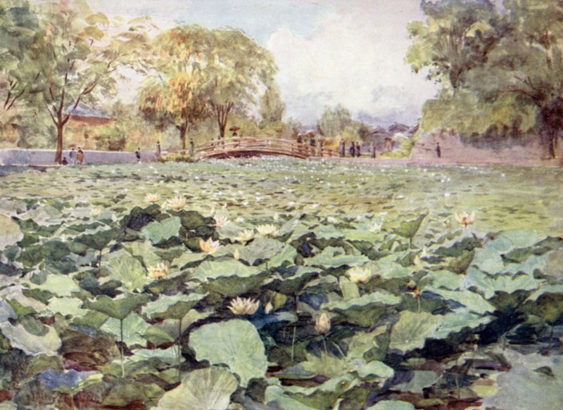 White Lotus, Castle Moat, Kofu av Walter Frederick Roofe Tyndale