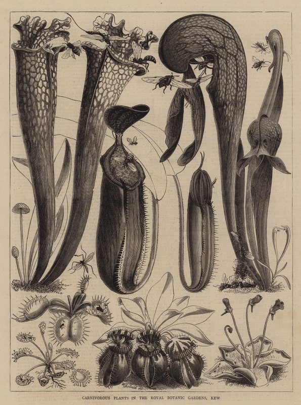 Kjøttetende planter i Royal Botanic Gardens, Kew av Walter Granville Smith