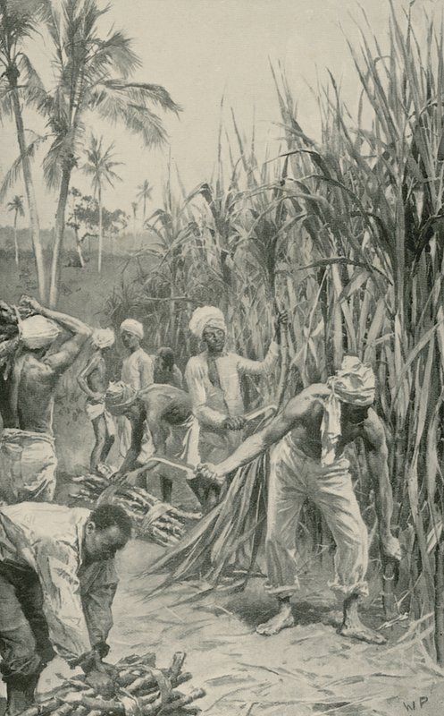 Trinidad Coolies på jobb i et stokkfelt av Walter Stanley Paget