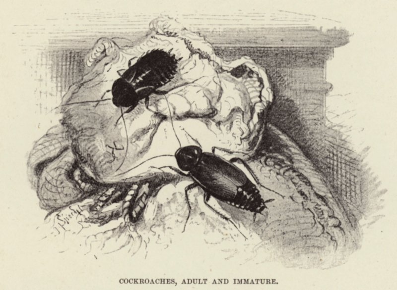 Kakerlakker, voksen og umoden av Wilhelm Kuhnert