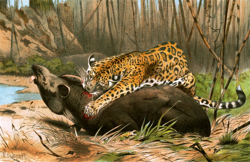 Jaguar dreper tapir av Wilhelm Kuhnert