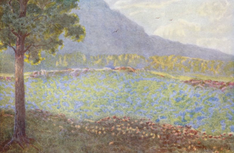 av Wilhelm Westhofen