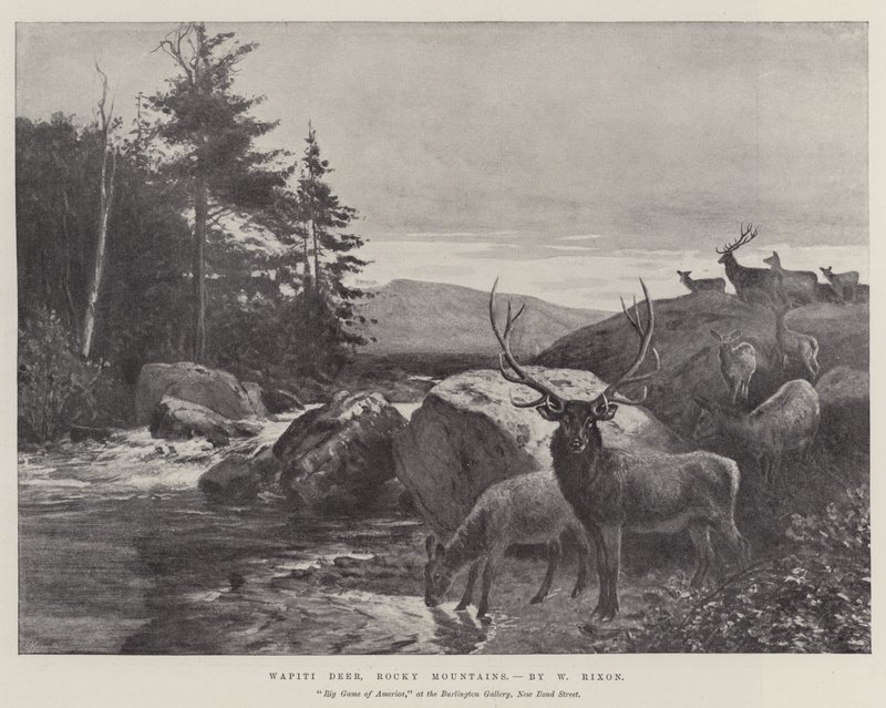 Wapiti Deer, Rocky Mountains av William Augustus Rixon