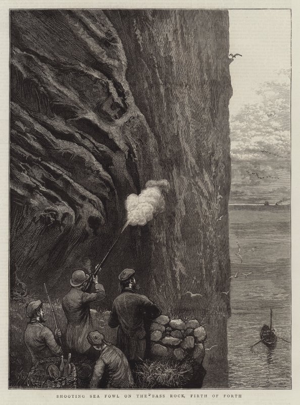 Å skyte havfugler på Bass Rock, Firth of Forth av William Bazett Murray
