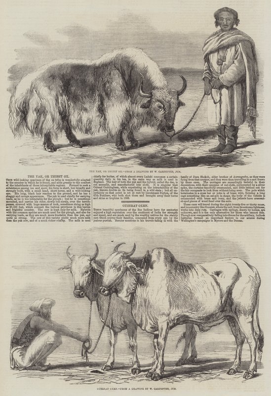 Yaken, av Tibet Ox av William Carpenter