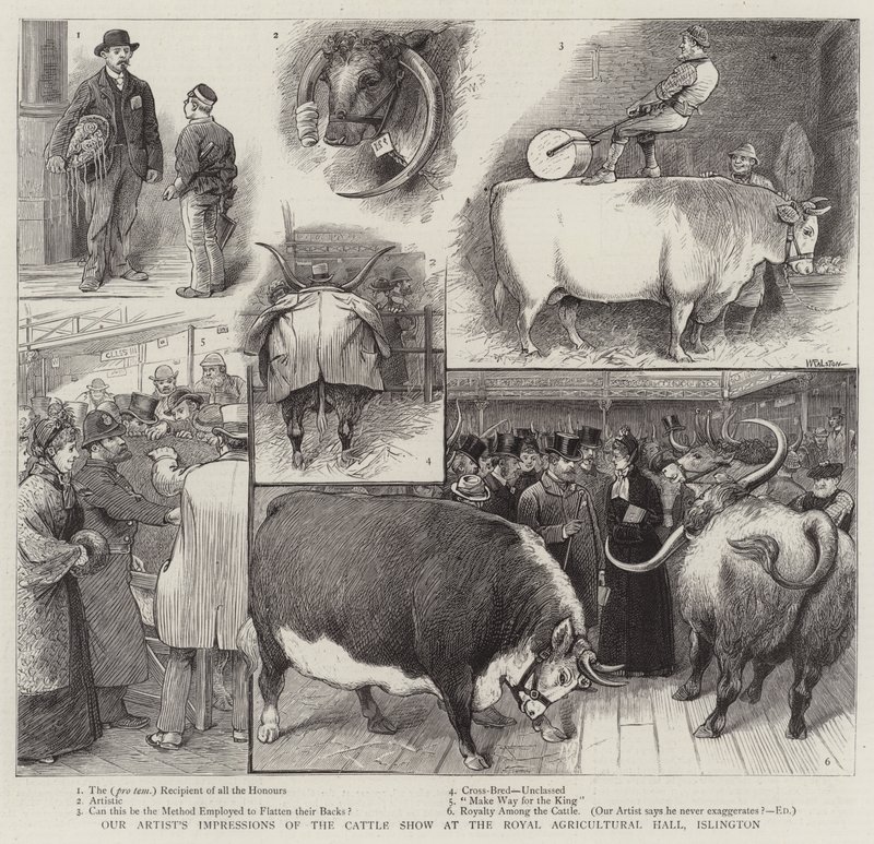 Vår kunstners inntrykk av storfeutstillingen i Royal Agricultural Hall, Islington av William Ralston