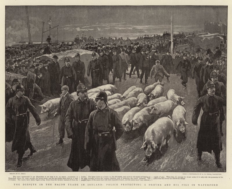 Tvisten i baconhandelen i Irland, politiet beskytter en drover og grisene hans i Waterford av William Small