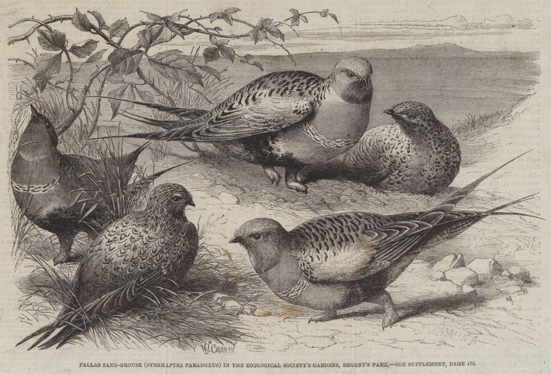 Pallas Sand-Grouse (Syrrhaptes paradoxus) i Zoological Society's Gardens, Regent's Park av William Stephen Coleman