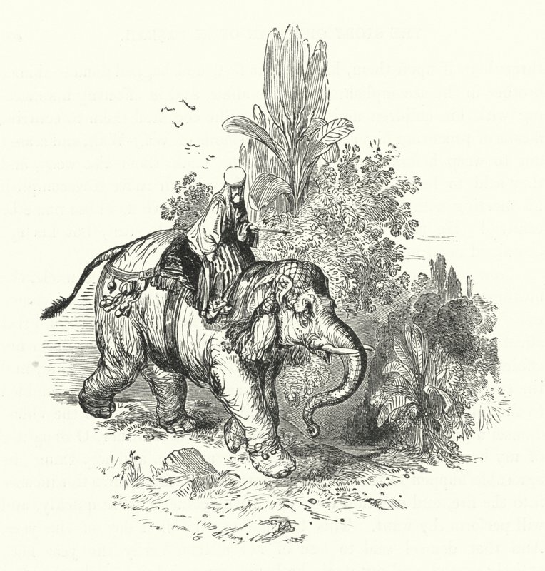 'Abd-El-Kuddoos på elefanten (gravering) av William (after) Harvey