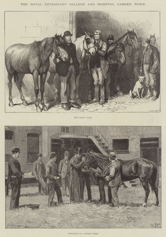 Royal Veterinary College and Hospital, Camden Town av William Barnes Wollen