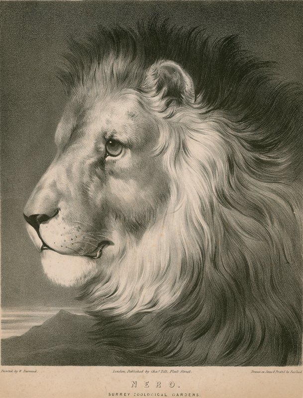 Nero the lion, Surrey Zoological Gardens, London av William Barraud