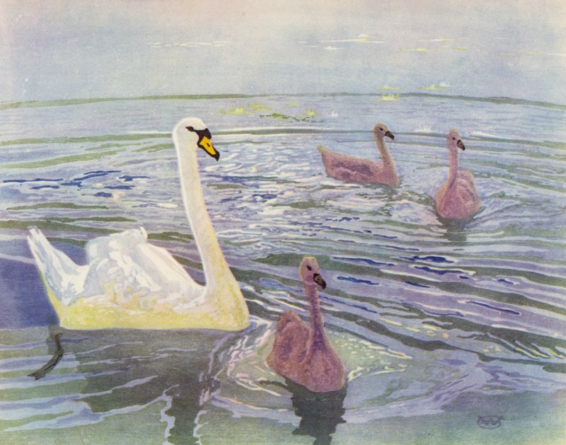 Svane og cygnets (farge litho) av William Giles