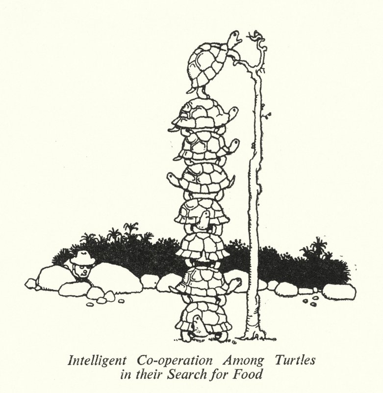 Intelligent samarbeid blant skilpadder i deres jakt på mat (litho) av William Heath Robinson