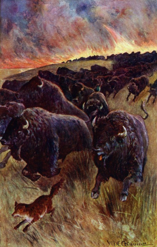 "Jeg fikk øye på en flokk bøfler som stormet videre for å unnslippe flammene" (farge litho) av William Henry Charles Groome