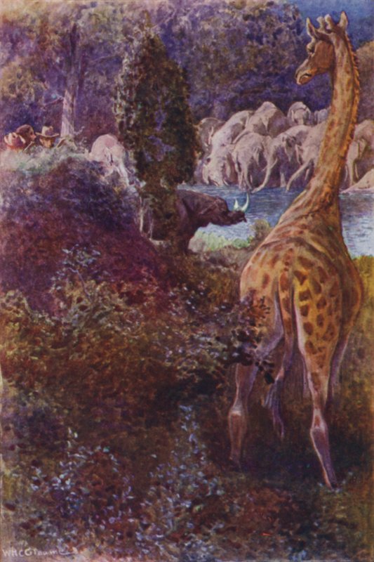 Illustrasjon for The Gorilla Hunters av RM Ballantyne (farge litho) av William Henry Charles Groome