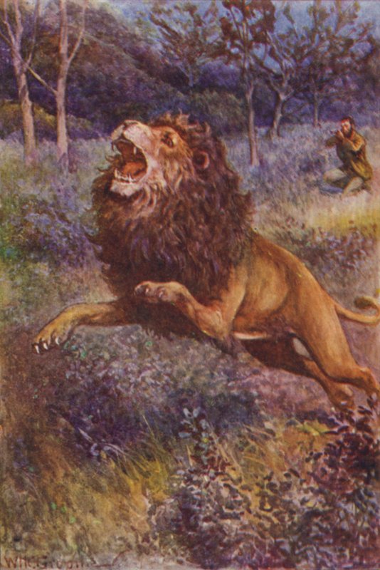 Illustrasjon for The Gorilla Hunters av RM Ballantyne (farge litho) av William Henry Charles Groome