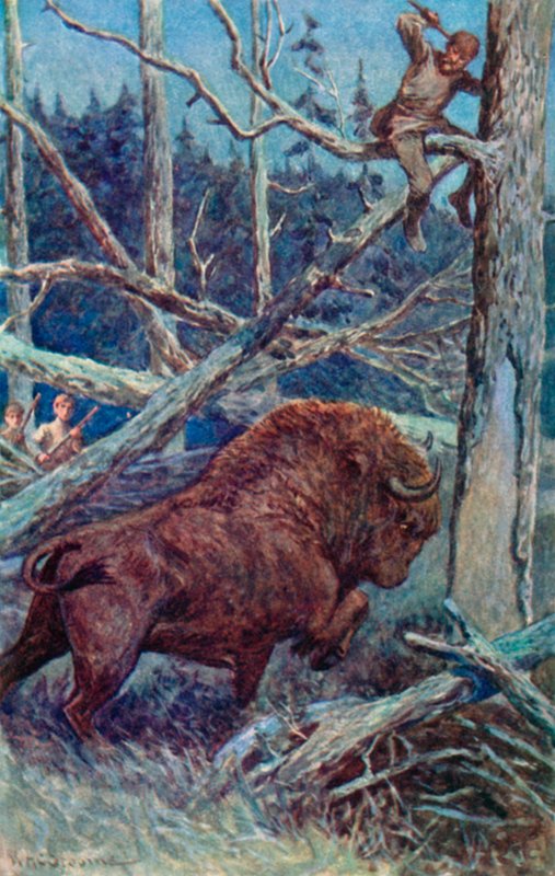 Bisonen tok bakken i raseri av William Henry Charles Groome