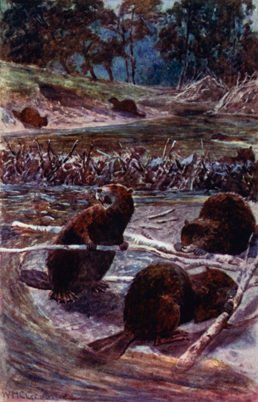"De bygger en demning over bekken" (farge litho) av William Henry Charles Groome