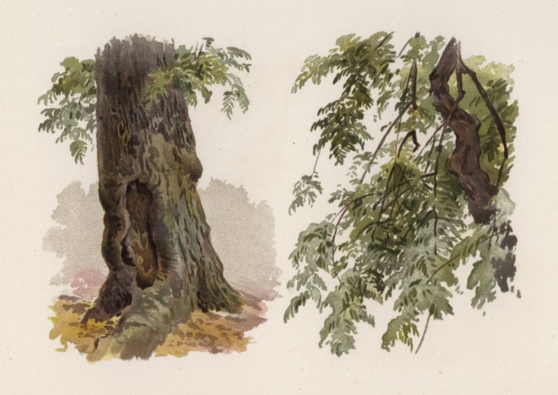 Trær: Asken (farge litho) av William Henry James (after) Boot