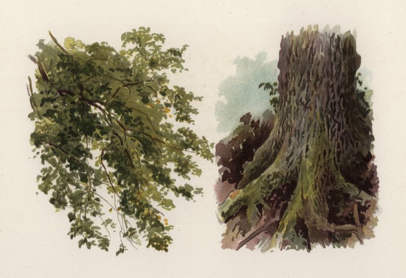 Trær: almen (farge litho) av William Henry James (after) Boot