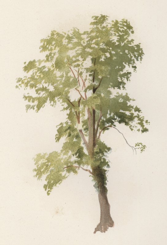 Trær: almen (farge litho) av William Henry James (after) Boot