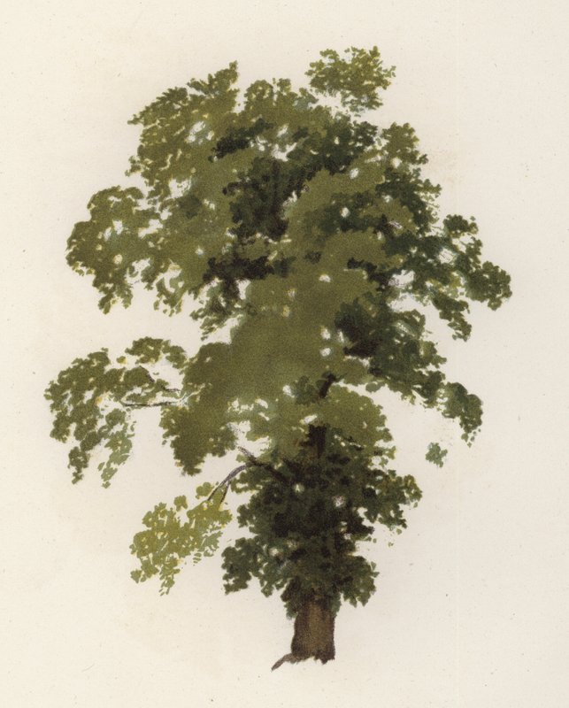 Trær: almen (farge litho) av William Henry James (after) Boot