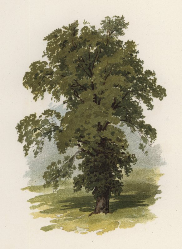 Trær: almen (farge litho) av William Henry James (after) Boot