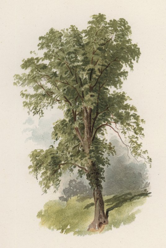 Trær: almen (farge litho) av William Henry James (after) Boot