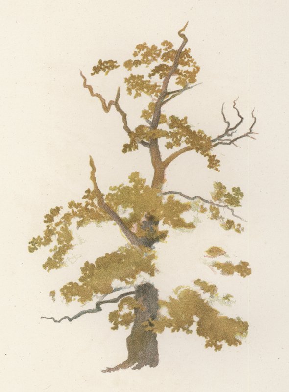 Trær: Eiken (farge litho) av William Henry James (after) Boot