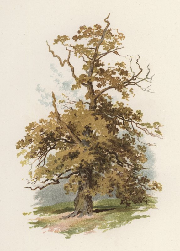 Trær: Eiken (farge litho) av William Henry James (after) Boot