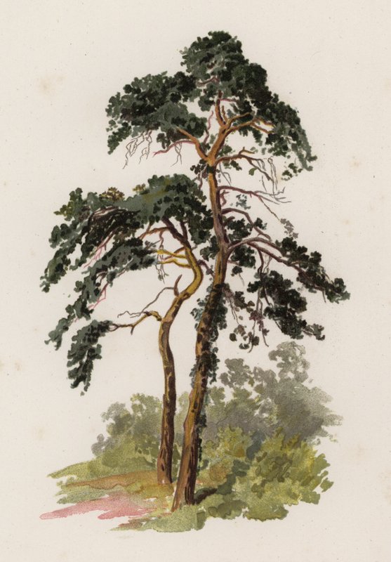 Trær: The Scotch Fir (farge litho) av William Henry James (after) Boot