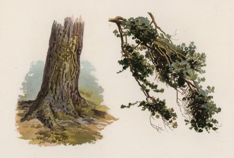 Trær: The Scotch Fir (farge litho) av William Henry James (after) Boot
