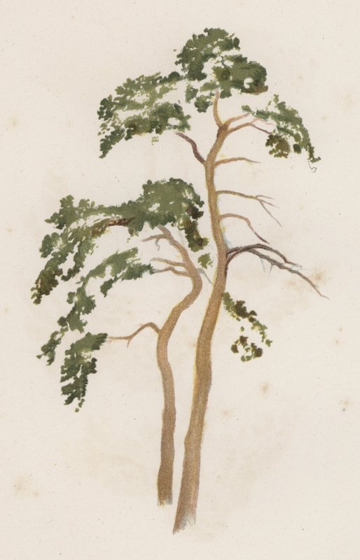 Trær: The Scotch Fir (farge litho) av William Henry James (after) Boot