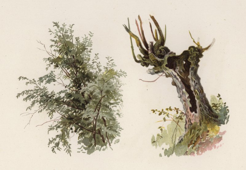 Trær: Willow (farge litho) av William Henry James (after) Boot
