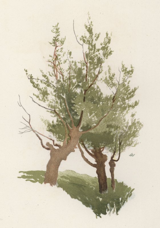 Trær: Willow (farge litho) av William Henry James (after) Boot