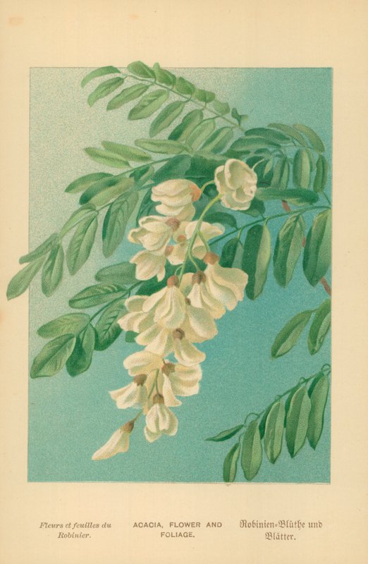 Akasie, blomst og løvverk av William Henry James Boot