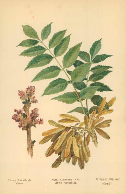 Aske, blomster og frøkar av William Henry James Boot