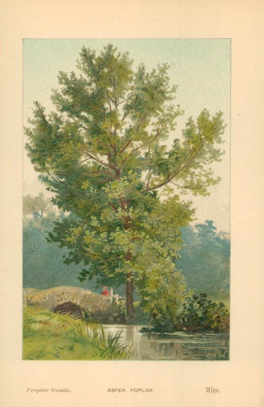 Osppoppel av William Henry James Boot