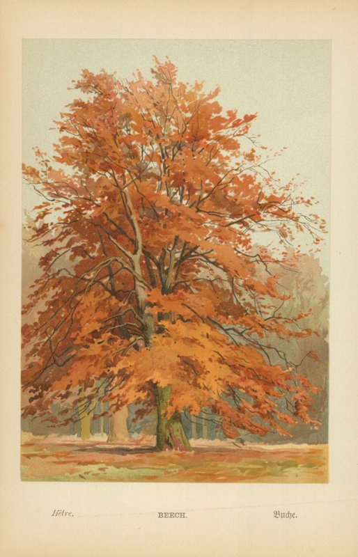 Bøk av William Henry James Boot