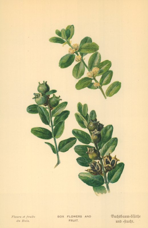 Boksblomster og frukt av William Henry James Boot