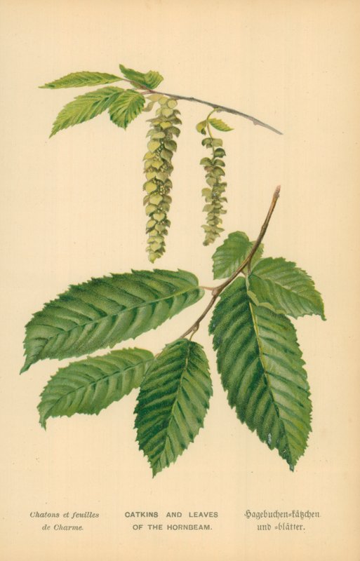 Catkins og blader av agnbøken av William Henry James Boot