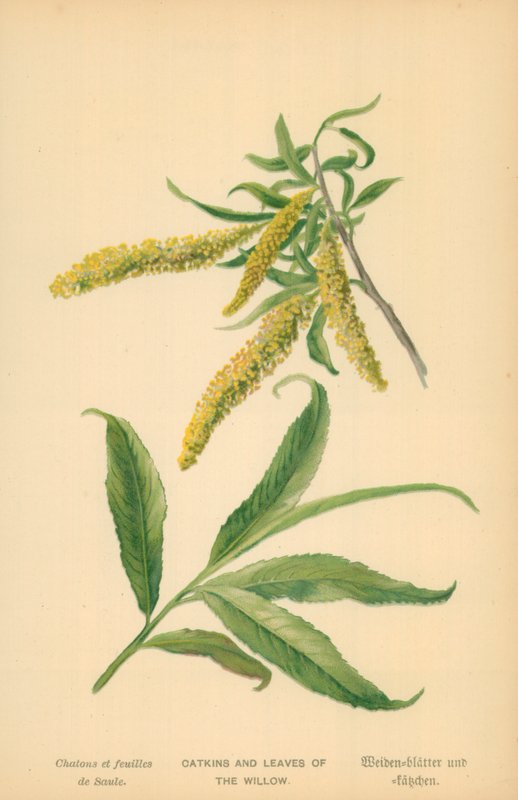 Catkins and Leaves of the Willow av William Henry James Boot