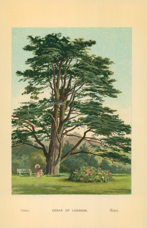 Cedar av Libanon av William Henry James Boot