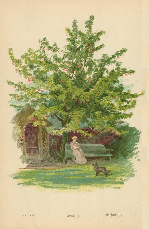 kirsebær av William Henry James Boot