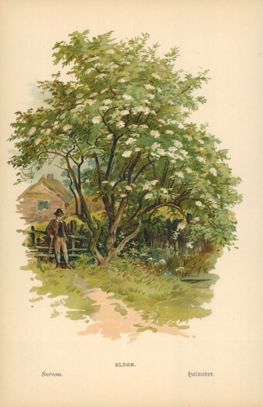 Eldre av William Henry James Boot