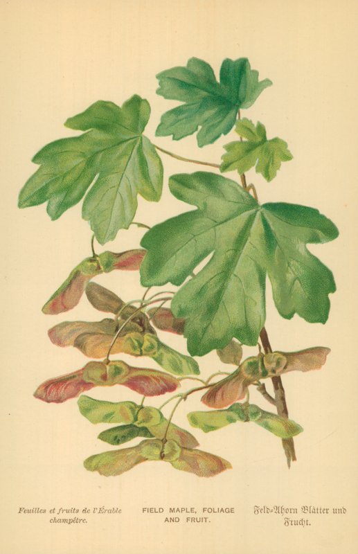 Åkerlønn, løvverk og frukt av William Henry James Boot
